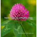 Hot Sale Red Clover Extract for Women